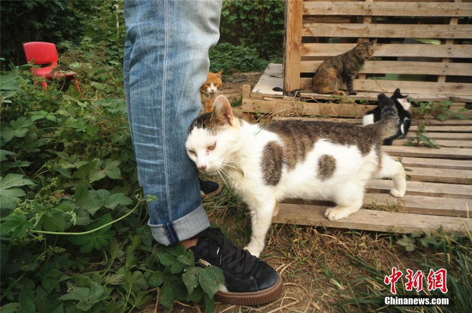 探访郑州流浪猫救援营地 129只猫咪都有档案