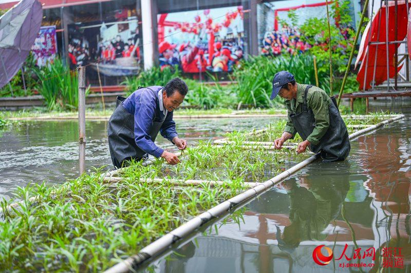 浙江湖州水生蔬菜净水增收