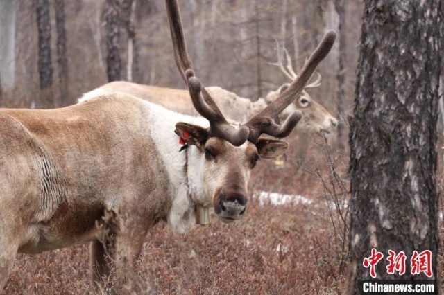 探访中国最后一支使鹿部落驯鹿猎民点