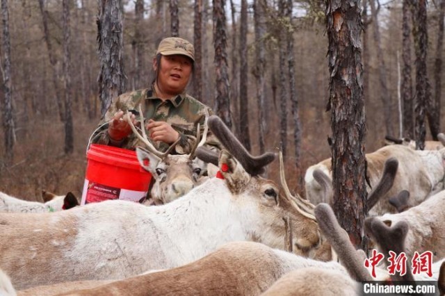 鄂温克使鹿人达琳玛与驯鹿在一起。　王郑胤 摄