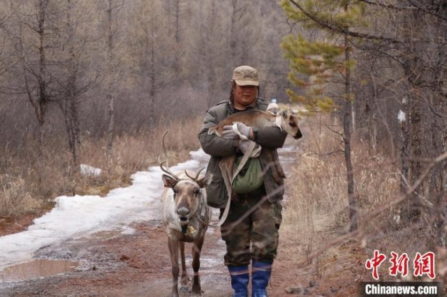 鄂温克使鹿人达琳玛带着驯鹿母子俩从旧猎民点迁到新猎民点。　王郑胤 摄