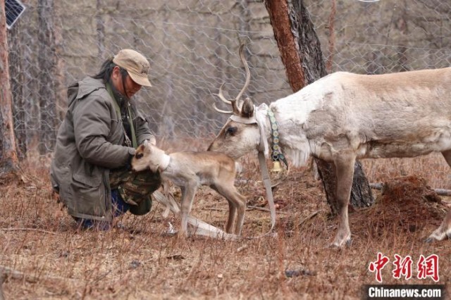 鄂温克使鹿人达琳玛将驯鹿母子安顿在“新家”。　王郑胤 摄
