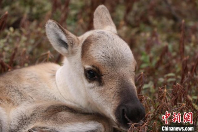 刚出生不足4天的小驯鹿软萌可爱。　王郑胤 摄