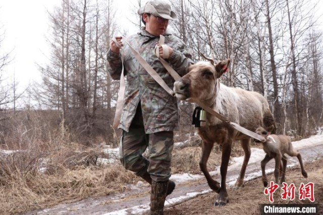鄂温克使鹿人觉乐牵着驯鹿迁往“新家”。　王郑胤 摄