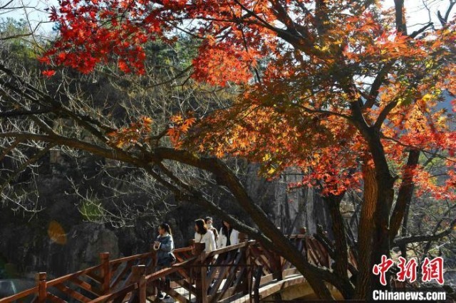 山东青岛：层林尽染绘就“美丽经济”