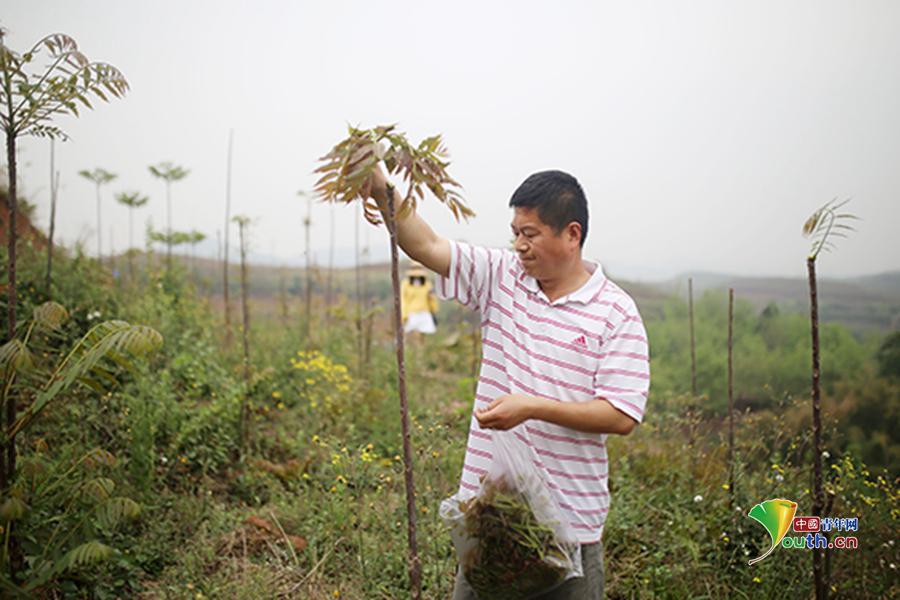 游客在种植基地采摘香椿.彭山区委宣传部供图