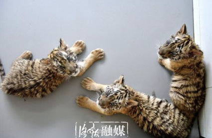 洛阳王城动物园喜添3只虎宝宝 洛阳华南虎总数连续6年居全国第一