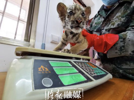 洛阳王城动物园喜添3只虎宝宝 洛阳华南虎总数连续6年居全国第一