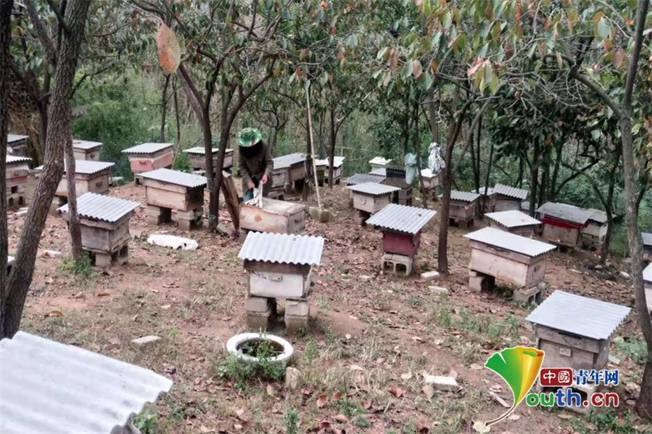南召南河店镇退役老兵蔡长久发展养蜂发家致富。