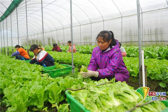 定南县依托互联网平台助力蔬菜产业“绿富美”。