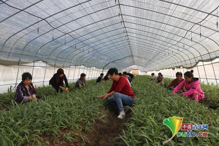 贫困群众在南召县白土岗镇绿丰源中药材基地白芨大棚里除草。