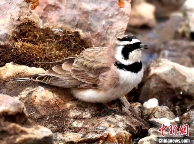 青海隆宝国家级自然保护区野生鸟类增至47种