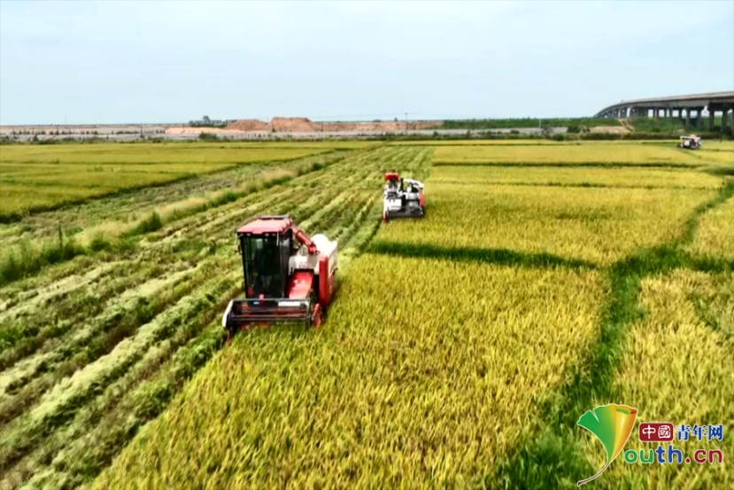 湖北：科学减灾力保粮食增收