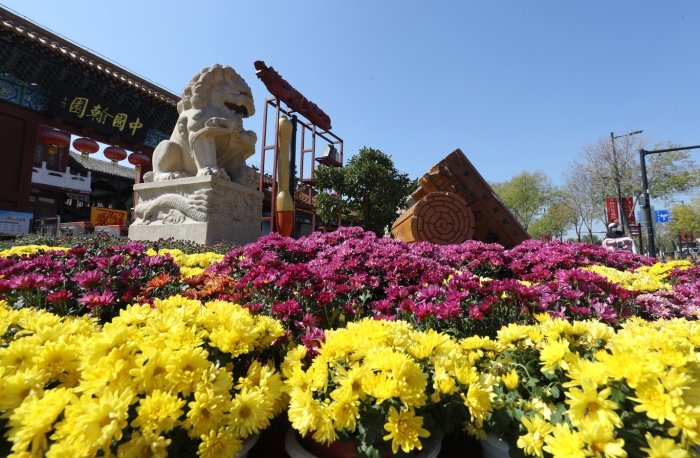 随着中国开封第40届菊花文化节临近，我市公园景点和街头菊花盛开，菊香满城。 全媒体记者 李克君 摄