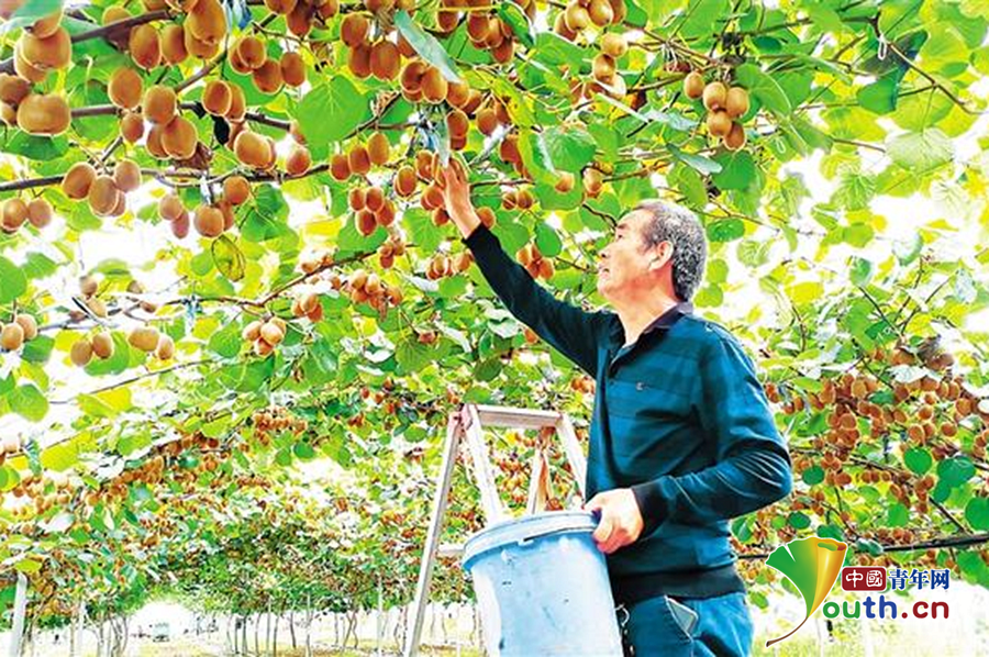 奇异果体育网址科技帮扶助力乡村振兴 河南郸城猕猴桃种植尽显“科技范儿”(图1)