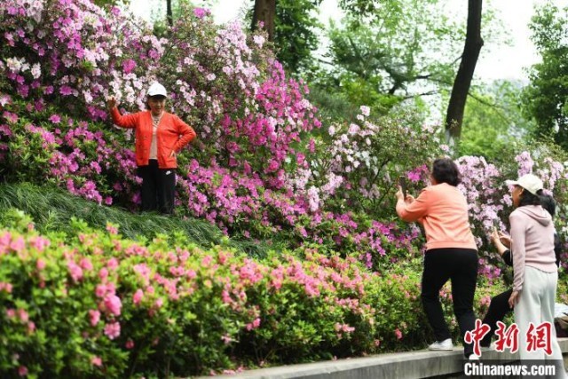 重庆：杜鹃花盛开成“瀑布”景观吸引游客打卡