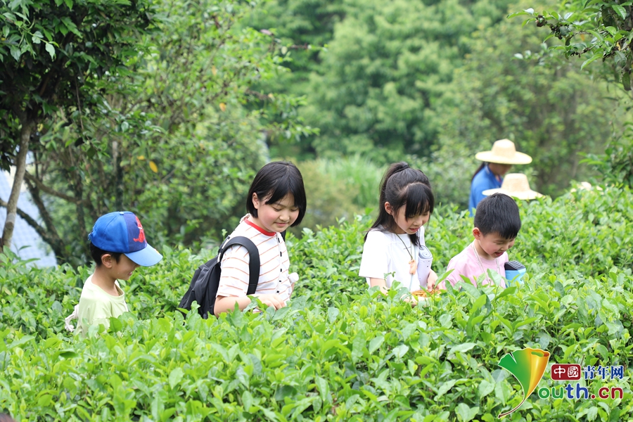 江西上犹：茶韵悠长引客来非遗焕彩促振兴(图1)