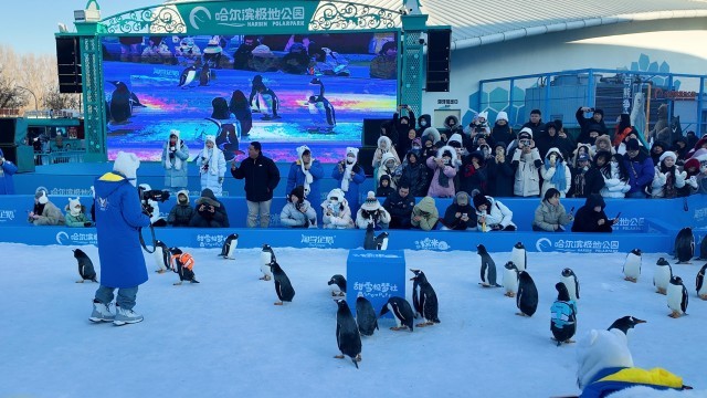 “冰雪+”叫响文旅IP！黑龙江深挖冰雪资源催热冬日经济