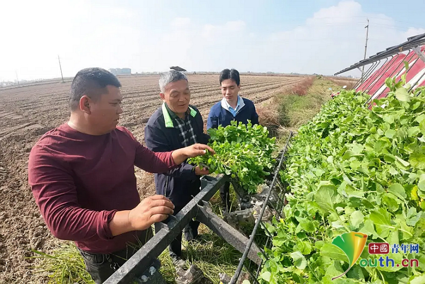 必赢多样播种助力农业增效 南昌新建区油菜种植超额完成(图1)