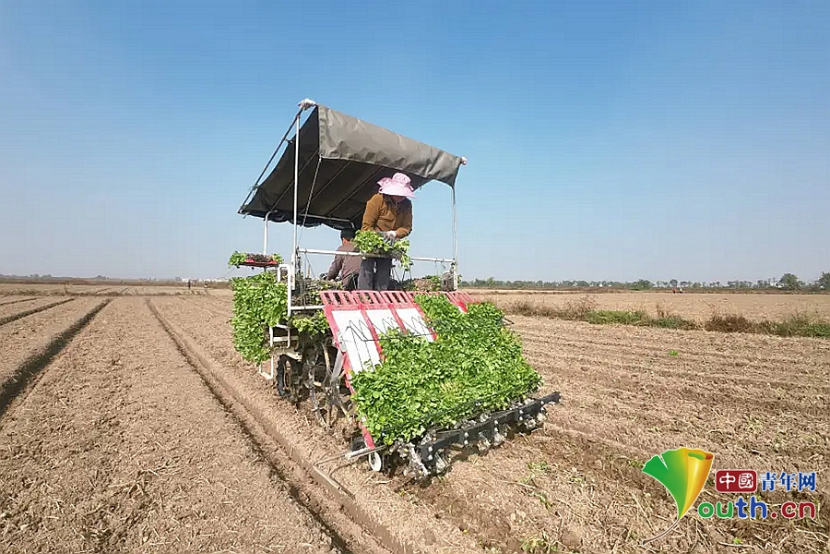 必赢多样播种助力农业增效 南昌新建区油菜种植超额完成(图2)