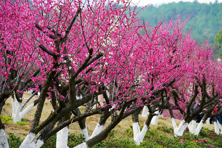 江西大余万株梅树争相盛开 各地游客前往观赏