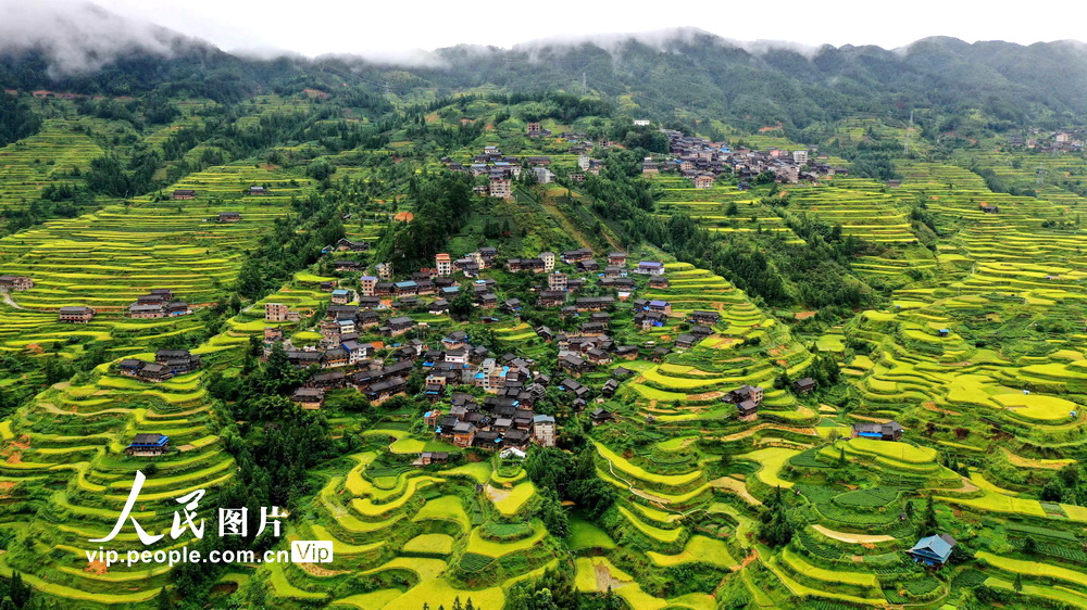 9月17日,无人机航拍的广西三江侗族自治县独峒镇知了村梯田秋色.
