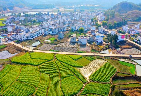 图为油菜花盛开的安远县长沙乡筼筜村.