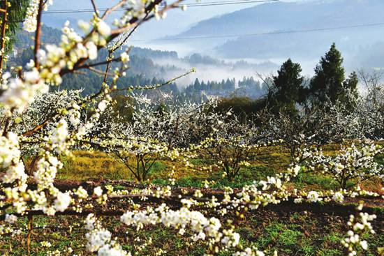 南充:满园春色关不住 漫步云端赏百花