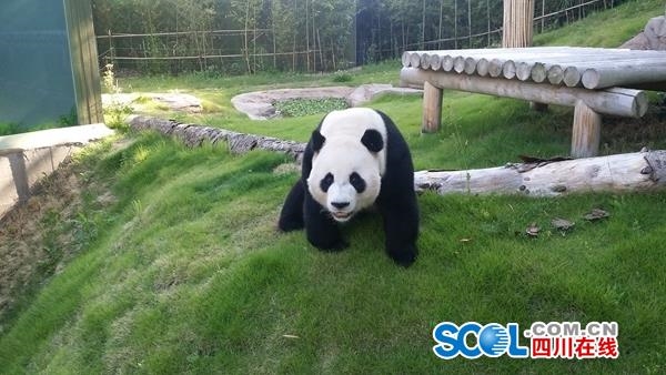 旅韓大熊貓“華妮”生啦！系在韓國誕生的首只大熊貓幼仔