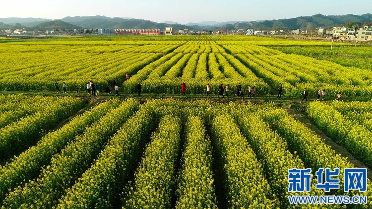 近日,在江西省宜春市万载县白良镇良福村,游人在油菜花田赏花游玩.