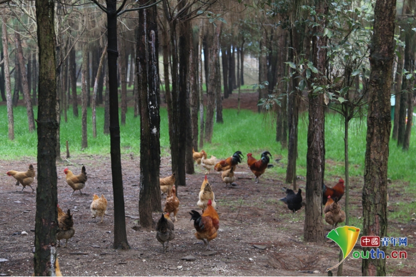 肥美壮硕的林下生态鸡.章晋辉 摄