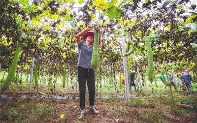 太空丝瓜种植图片