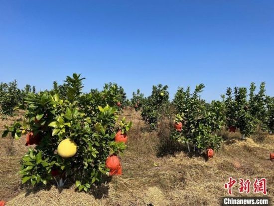 图为安义县长埠镇长埠村恒岗马家柚基地。毛江玉 摄