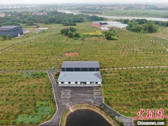 图为安义县长埠镇长埠村恒岗马家柚基地。毛江玉 摄