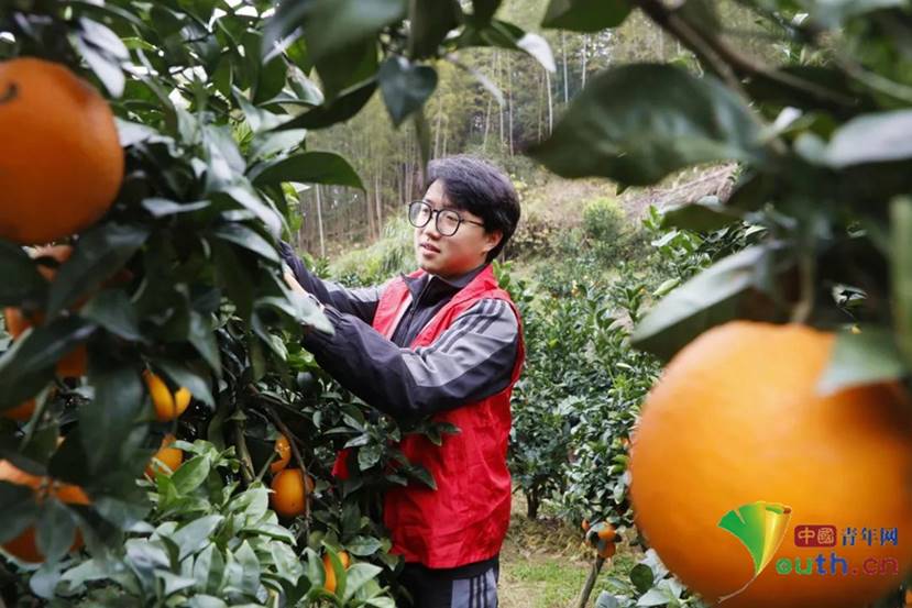 说明: D:/Desktop/摘脐橙.jpg摘脐橙