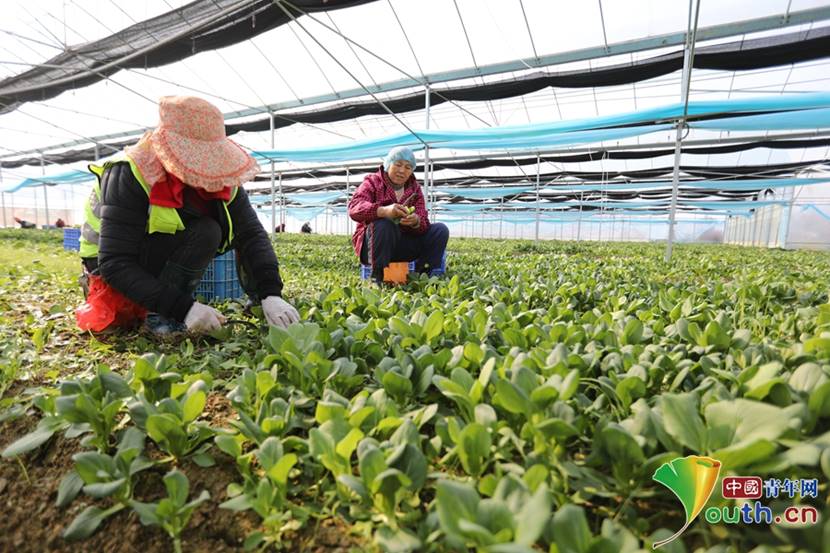 大棚蔬菜採摘忙撫州東鄉區豐富居民菜籃子