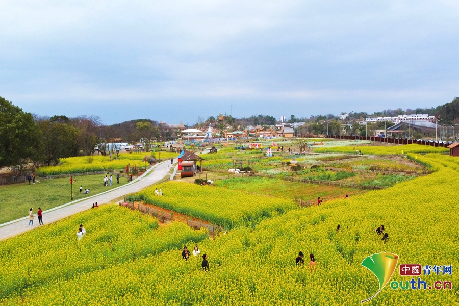 为乡村振兴增色添香赣州蓉江新区油菜花盛放引客来
