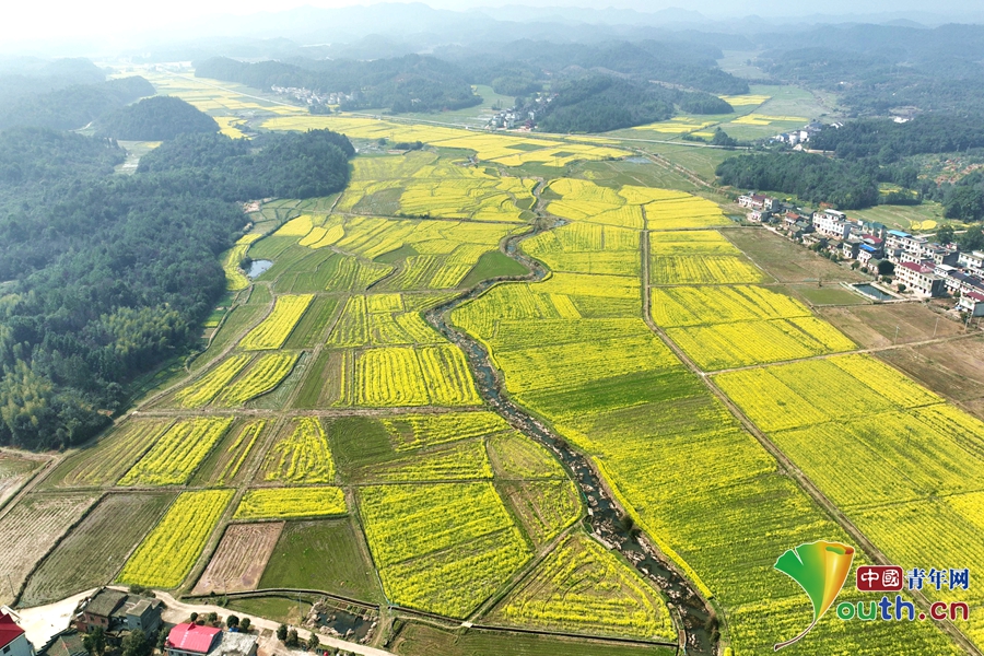 踏青赏花正当时抚州临川区十万亩油菜花竞相绽放