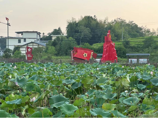 住院部旧址门前荷花满塘。海峡网记者 李牧晨 摄