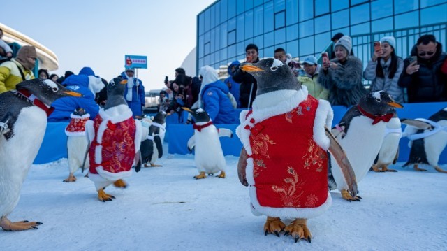 哈尔滨极地公园花式迎新春