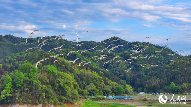 湿地公园内，白鹭时而起舞，时而捕食，时而嬉戏，成为春日乡村一道亮丽的风景线。人民网记者 朱海鹏摄