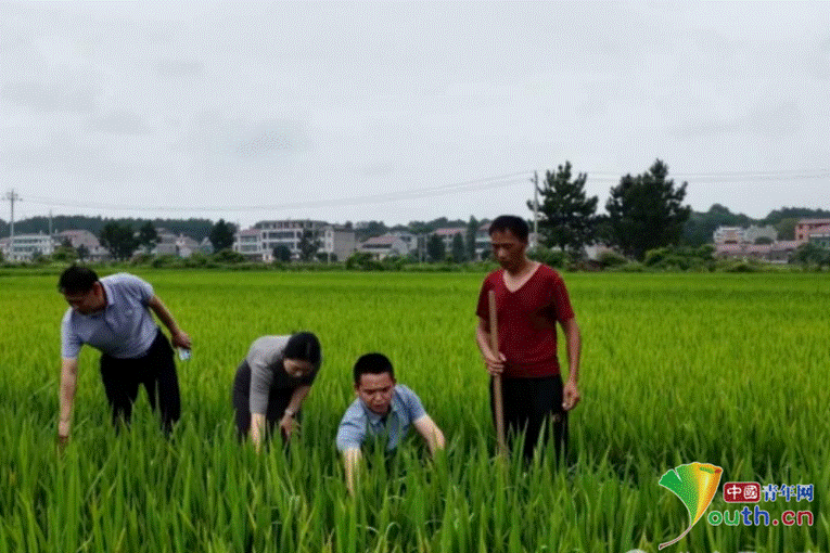 农田