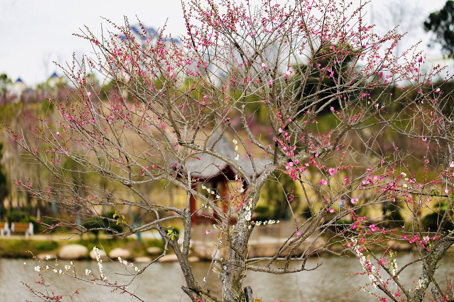 赣州梅花公园图片